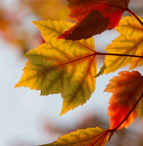 Calendar fall img