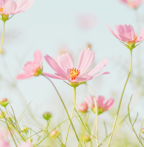 Calendar spring img
